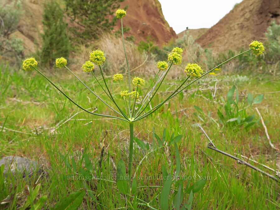 bare-stem desert parsley (Lomatium nudicaule) [near Sorefoot Creek, Wasco County, Oregon]