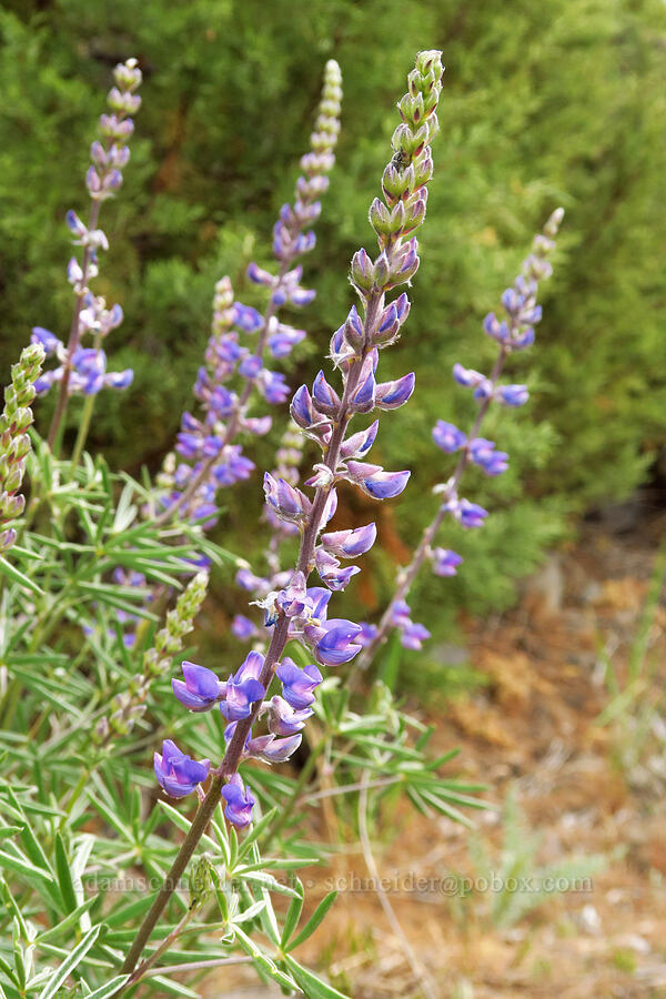 spurred lupine (Lupinus arbustus) [near Sorefoot Creek, Wasco County, Oregon]