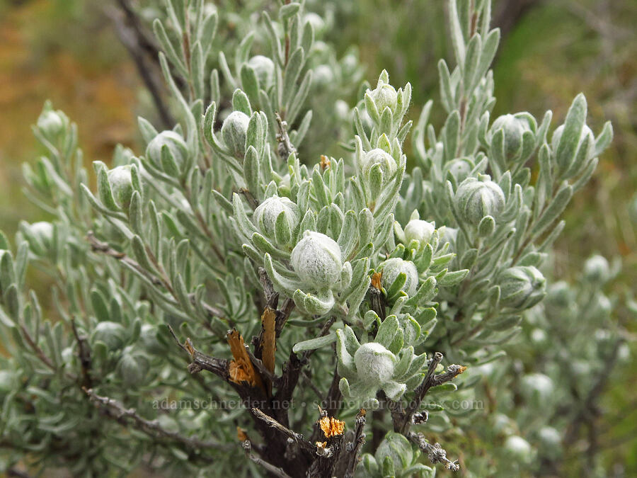 gray horse-brush (Tetradymia canescens) [near Sorefoot Creek, Wasco County, Oregon]