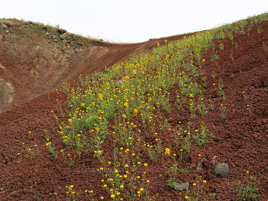 John Day pincushion & golden bee plant (Chaenactis nevii, Cleomella platycarpa (Peritoma platycarpa) (Cleome platycarpa)) [near Sorefoot Creek, Wasco County, Oregon]