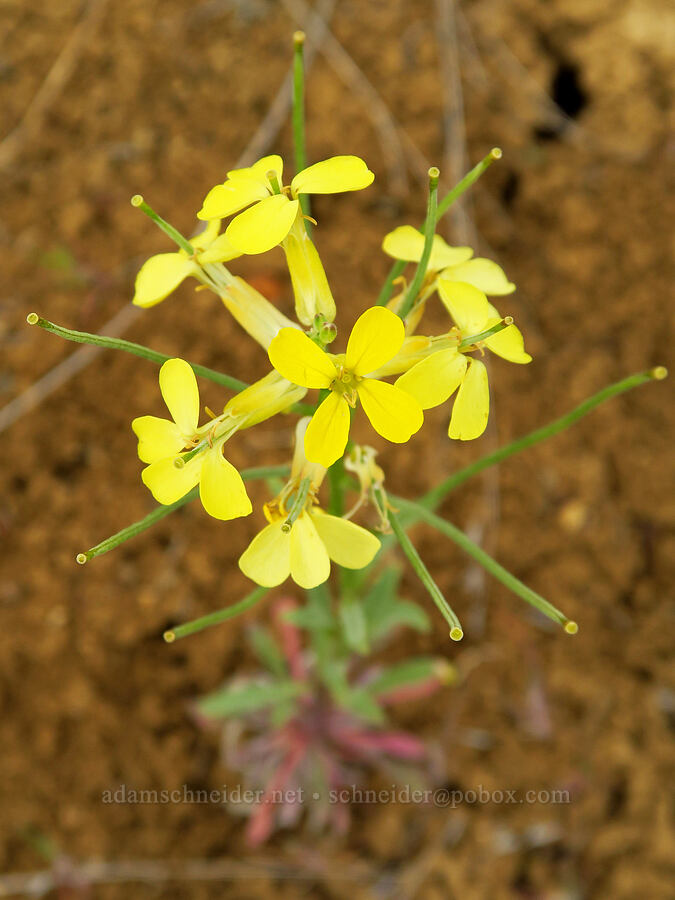 wallflower (Erysimum capitatum) [near Sorefoot Creek, Wasco County, Oregon]