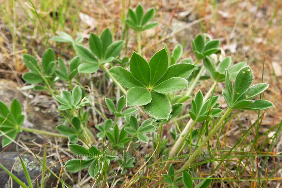 dry-ground lupine leaves (Lupinus lepidus var. aridus (Lupinus aridus)) [near Sorefoot Creek, Wasco County, Oregon]