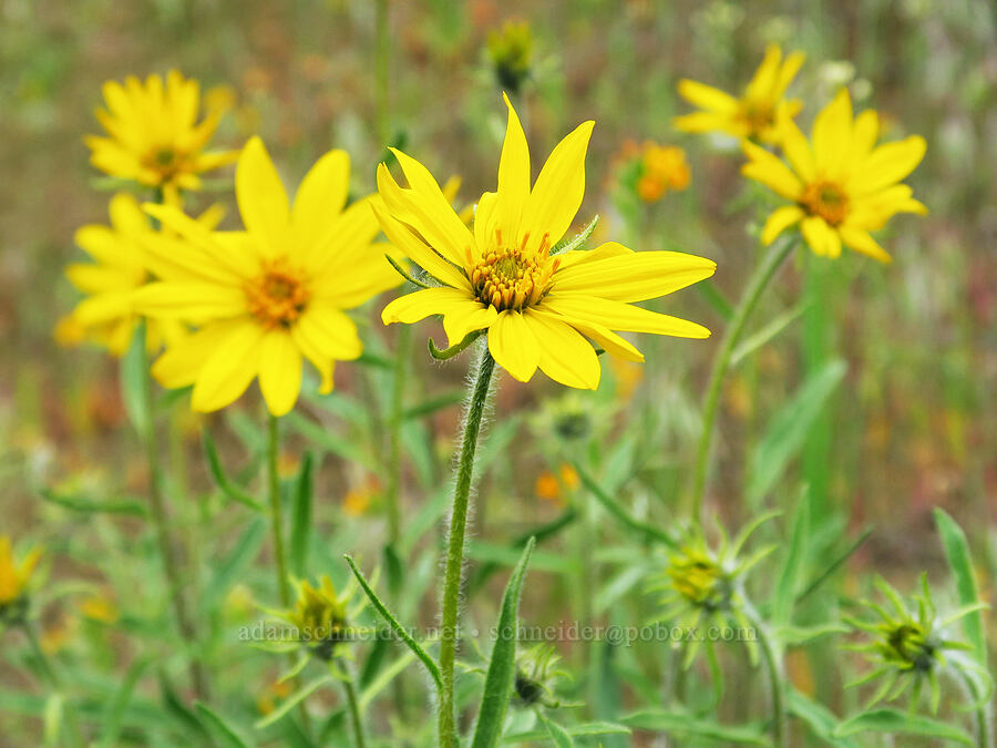 Cusick's sunflowers (Helianthus cusickii) [near Sorefoot Creek, Wasco County, Oregon]