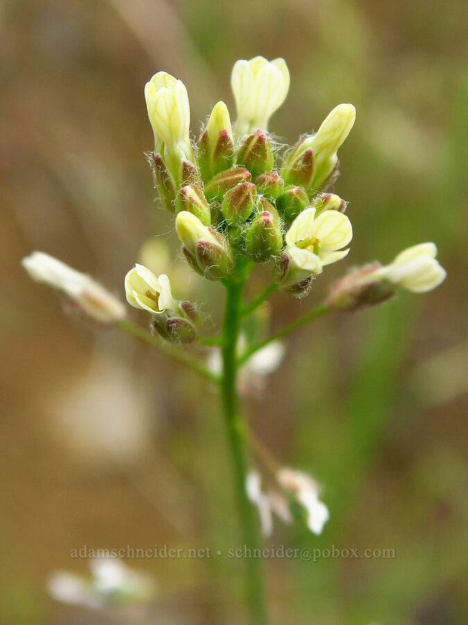 small-pod false-flax (Camelina microcarpa) [near Sorefoot Creek, Wasco County, Oregon]