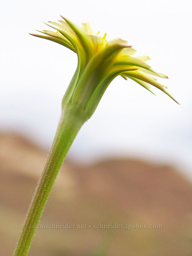 silver-puffs (Uropappus lindleyi (Microseris lindleyi)) [near Sorefoot Creek, Wasco County, Oregon]