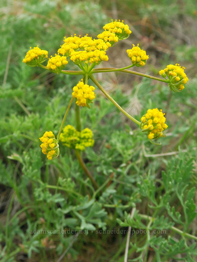 Donnell's desert parsley (Lomatium donnellii) [near Sorefoot Creek, Wasco County, Oregon]