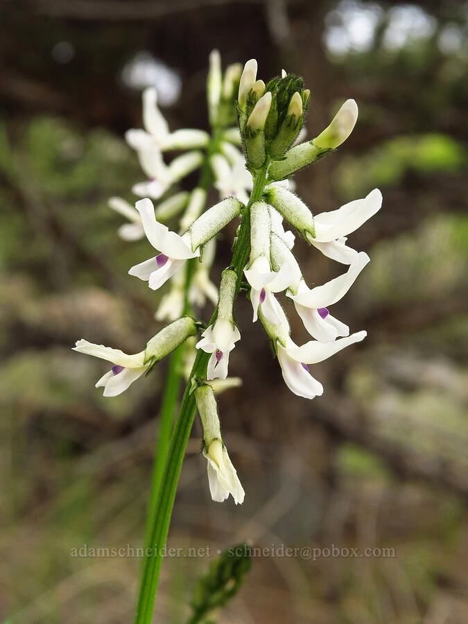 Idaho milk-vetch (Astragalus conjunctus) [near Sorefoot Creek, Wasco County, Oregon]