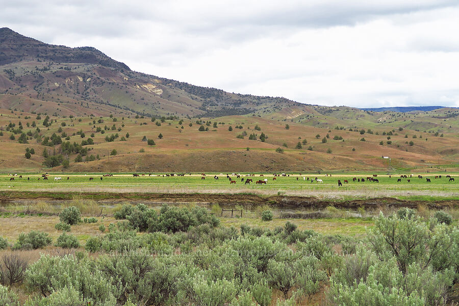 so many horses (Equus ferus caballus) [north of Clarno, Wasco County, Oregon]