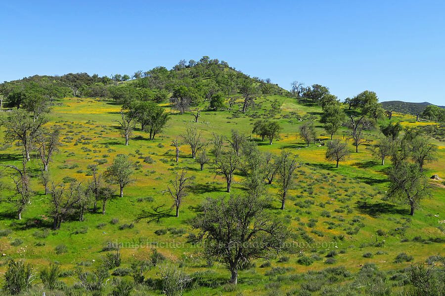 oaks & gold-fields (Quercus sp., Lasthenia sp.) [Pozo Road, San Luis Obispo County, California]