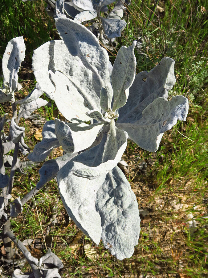 woolly yerba santa leaves (Eriodictyon tomentosum) [Pozo Road, San Luis Obispo County, California]