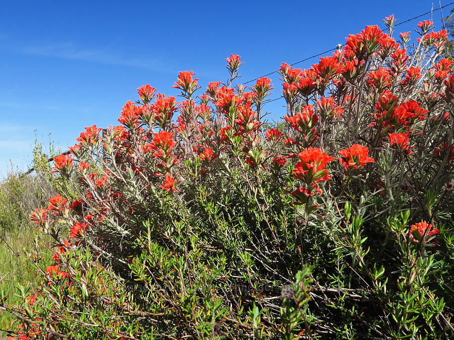 woolly paintbrush (Castilleja foliolosa) [La Panza Summit, Los Padres National Forest, San Luis Obispo County, California]