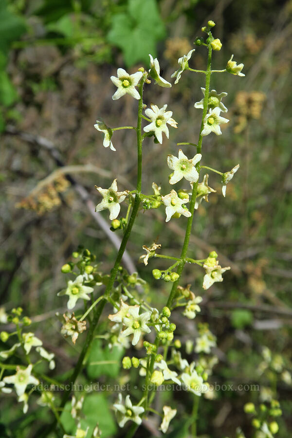 California man-root (Marah fabacea (Marah fabaceus)) [La Panza Summit, Los Padres National Forest, San Luis Obispo County, California]