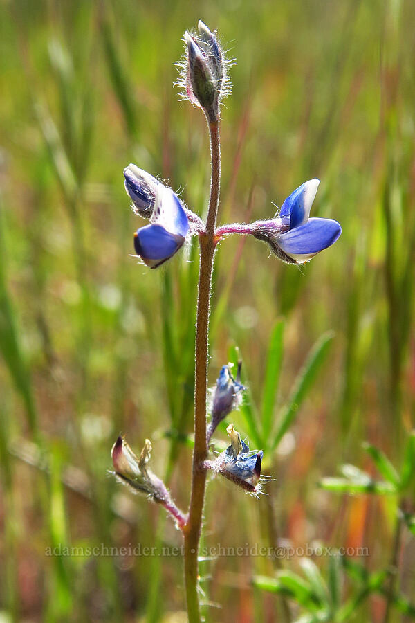 miniature lupine (Lupinus bicolor (Lupinus micranthus var. bicolor)) [La Panza Summit, Los Padres National Forest, San Luis Obispo County, California]