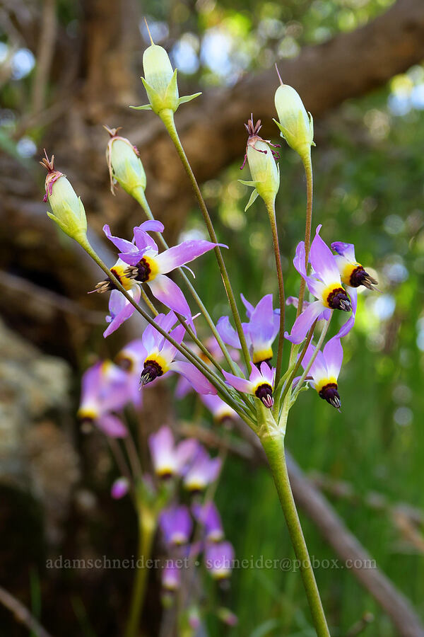 padre's shooting-star with flowers and fruits (Dodecatheon clevelandii (Primula clevelandii)) [La Panza Summit, Los Padres National Forest, San Luis Obispo County, California]