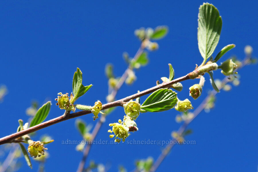 birch-leaf mountain-mahogany flowers (Cercocarpus betuloides) [La Panza Summit, Los Padres National Forest, San Luis Obispo County, California]