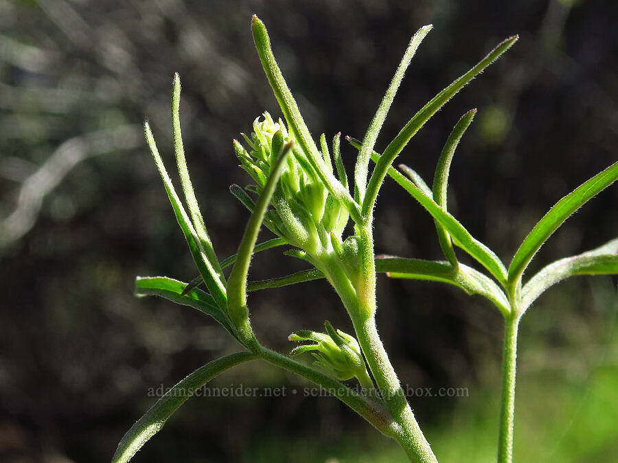 San Bernardino larkspur, budding (Delphinium parryi) [La Panza Summit, Los Padres National Forest, San Luis Obispo County, California]