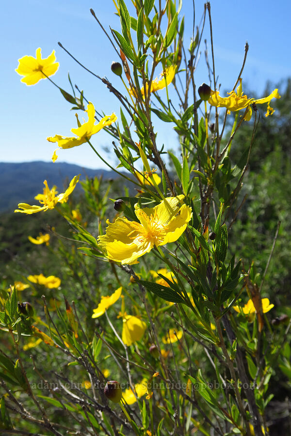 bush poppy (Dendromecon rigida) [La Panza Summit, Los Padres National Forest, San Luis Obispo County, California]