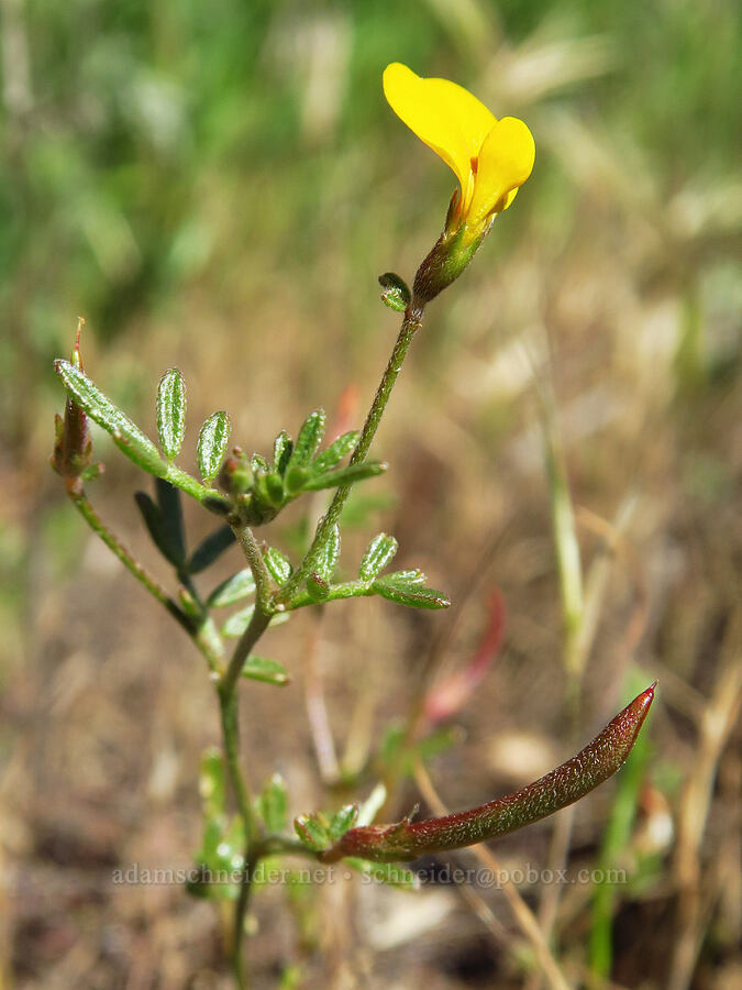 Bishop's lotus (Acmispon strigosus (Ottleya strigosa) (Lotus strigosus)) [La Panza Summit, Los Padres National Forest, San Luis Obispo County, California]