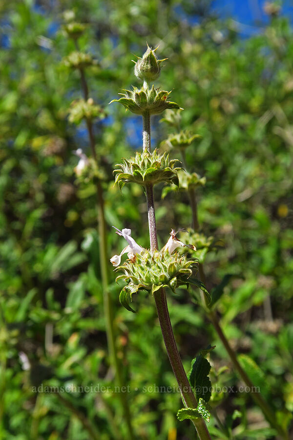 black sage (Salvia mellifera) [La Panza Summit, Los Padres National Forest, San Luis Obispo County, California]