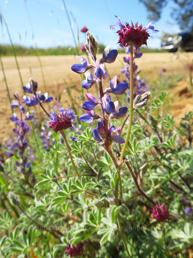 bajada lupine & chia sage (Lupinus concinnus, Salvia columbariae) [Pozo Road, Los Padres National Forest, San Luis Obispo County, California]