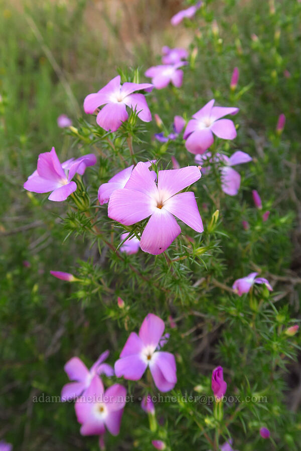 California prickly-phlox (Linanthus californicus) [Pozo Road, Los Padres National Forest, San Luis Obispo County, California]