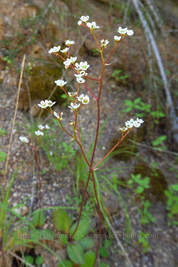 California saxifrage (Micranthes californica (Saxifraga californica)) [Pozo Road, Los Padres National Forest, San Luis Obispo County, California]