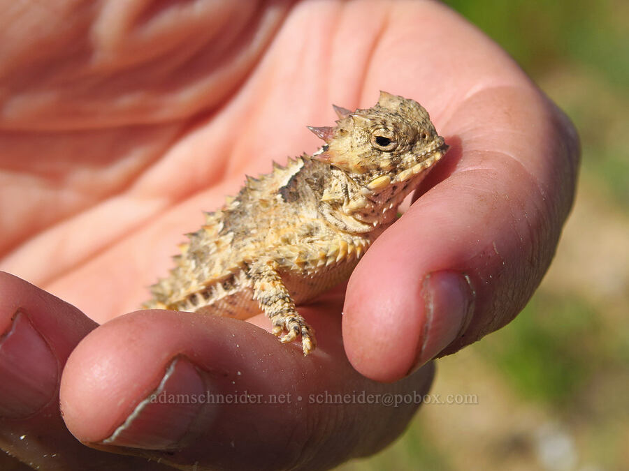 coast horned lizard (Phrynosoma blainvillii (Phrynosoma coronatum blainvillii)) [Pozo Road, Los Padres National Forest, San Luis Obispo County, California]