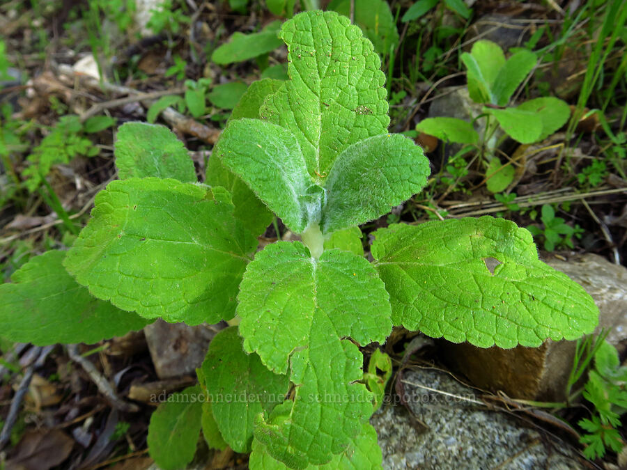 hedge-nettle leaves (Stachys sp.) [Lyda Spring, Los Padres National Forest, San Luis Obispo County, California]