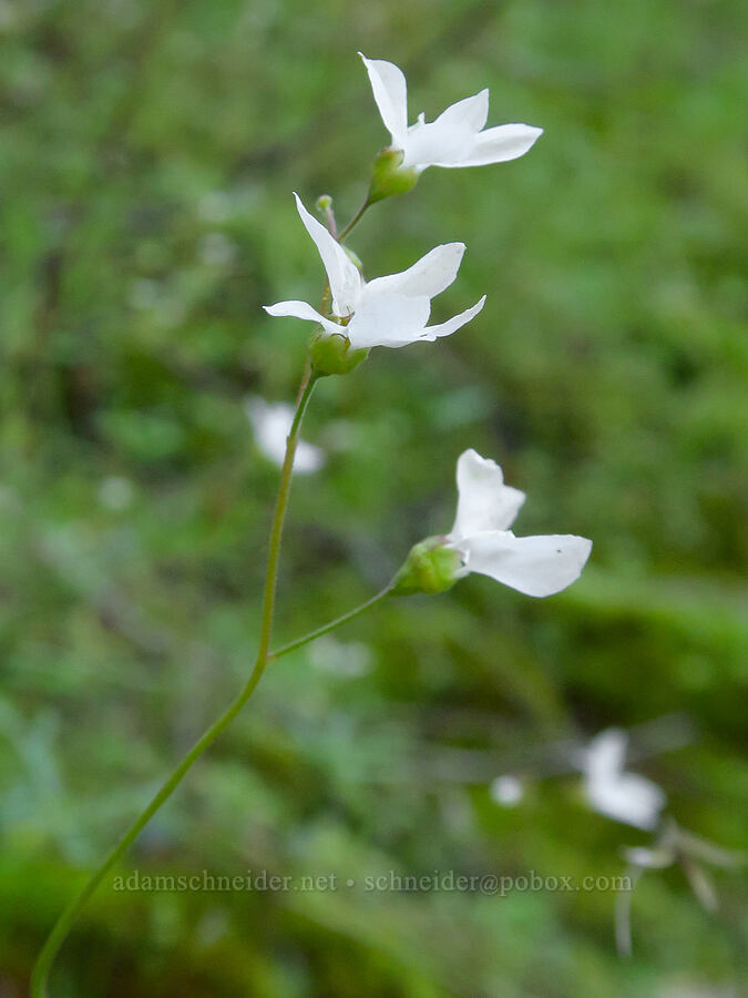 mission star (?) (Lithophragma cymbalaria) [Lyda Spring, Los Padres National Forest, San Luis Obispo County, California]