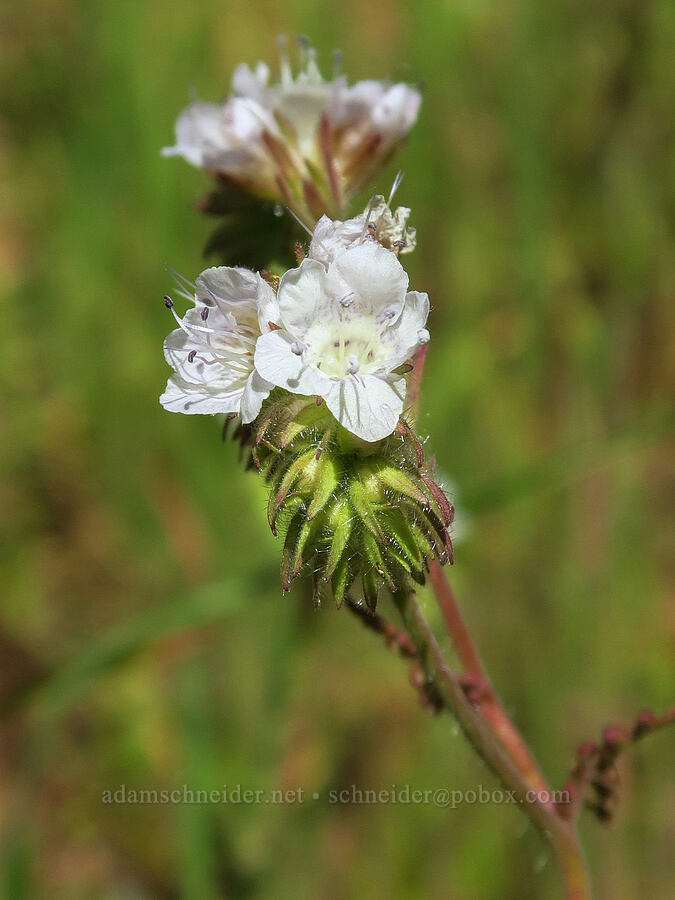 white distant phacelia (Phacelia distans) [Pozo Road, Los Padres National Forest, San Luis Obispo County, California]