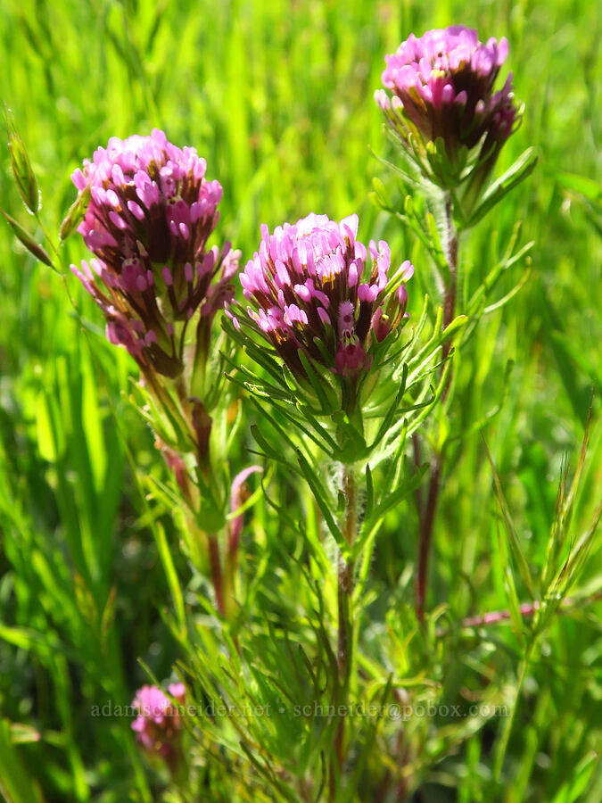 purple owl's-clover (Castilleja exserta var. exserta (Orthocarpus exsertus)) [Pozo Road, Los Padres National Forest, San Luis Obispo County, California]