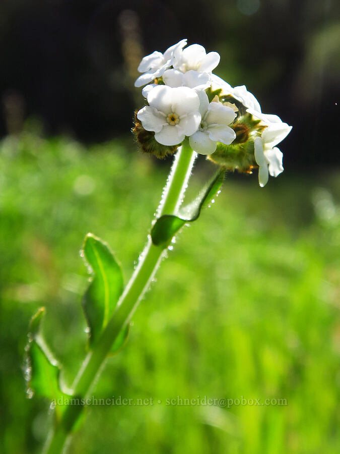 rusty popcorn-flower (Plagiobothrys nothofulvus) [Pozo Road, Los Padres National Forest, San Luis Obispo County, California]