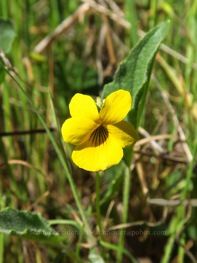 oak woods violet (Viola purpurea ssp. quercetorum) [Pozo Road, Los Padres National Forest, San Luis Obispo County, California]