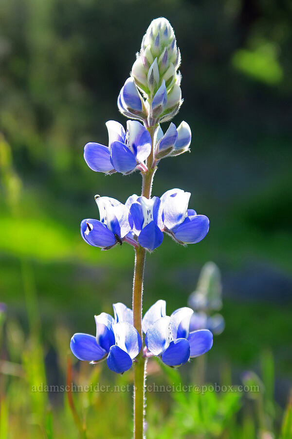 sky lupine (Lupinus nanus) [Red Hill Road, Los Padres National Forest, San Luis Obispo County, California]