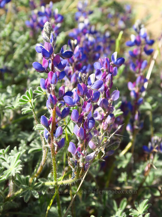 bajada lupine (Lupinus concinnus) [Red Hill Road, Los Padres National Forest, San Luis Obispo County, California]