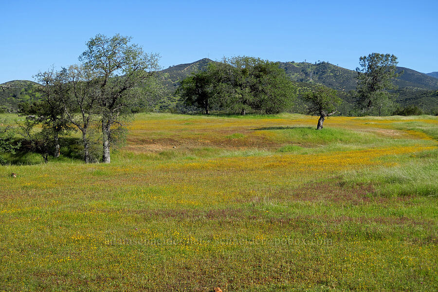 wildflowers [Red Hill Road, Los Padres National Forest, San Luis Obispo County, California]