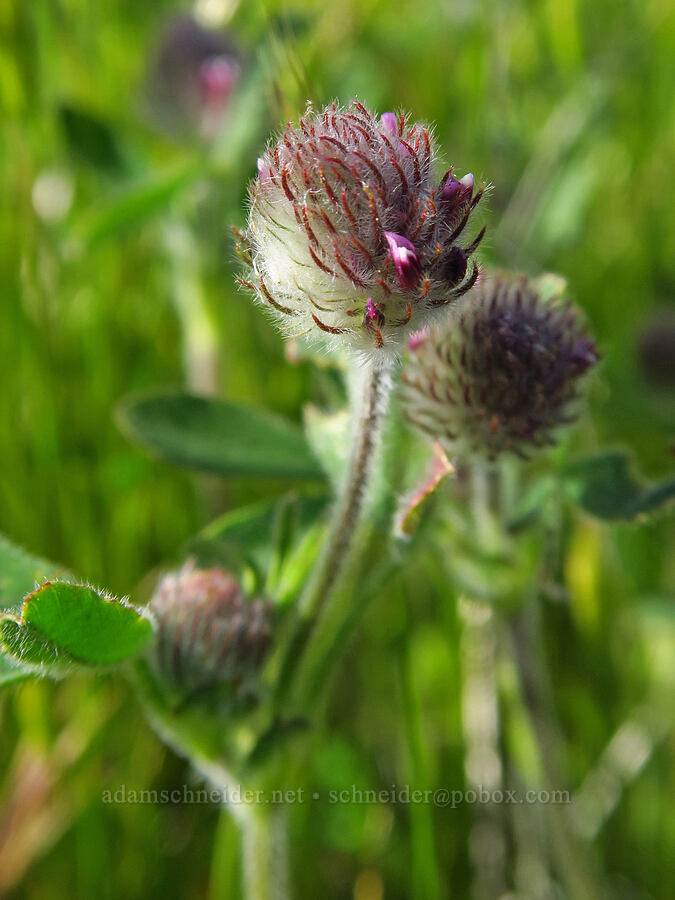 rancheria clover (Trifolium albopurpureum) [Red Hill Road, Los Padres National Forest, San Luis Obispo County, California]