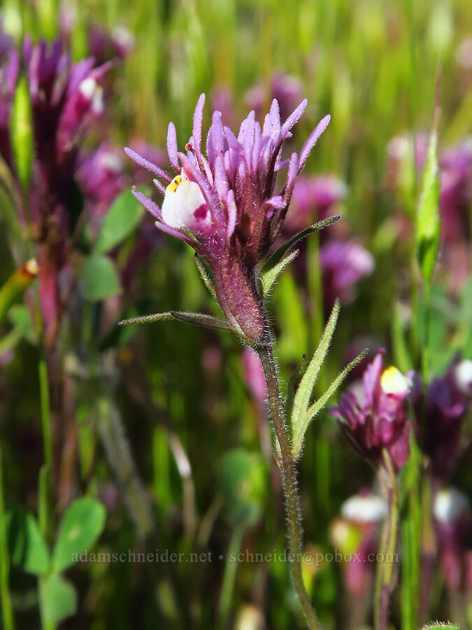 graceful owl's-clover (Castilleja densiflora var. gracilis (Orthocarpus densiflorus ssp. gracilis)) [Red Hill Road, Los Padres National Forest, San Luis Obispo County, California]