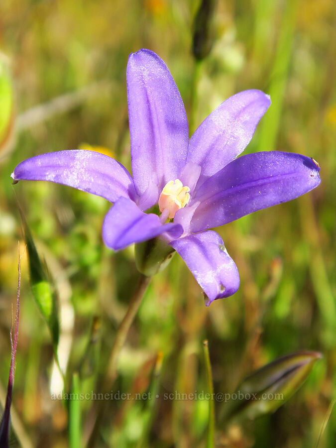 dwarf brodiaea (Brodiaea terrestris) [Red Hill Road, Los Padres National Forest, San Luis Obispo County, California]