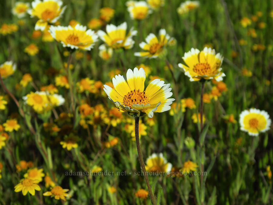 coastal tidy-tips & gold-fields (Layia platyglossa, Lasthenia sp.) [Shell Creek Road, San Luis Obispo County, California]