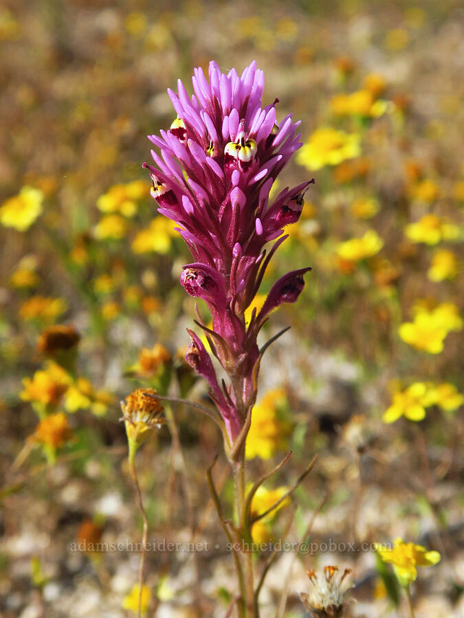 dense-flower owl's-clover (Castilleja densiflora ssp. densiflora (Orthocarpus densiflorus var. densiflorus)) [Shell Creek Road, San Luis Obispo County, California]