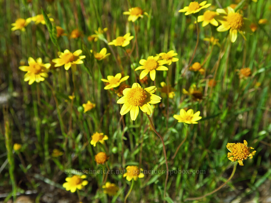 gold-fields (Lasthenia gracilis) [Shell Creek Road, San Luis Obispo County, California]