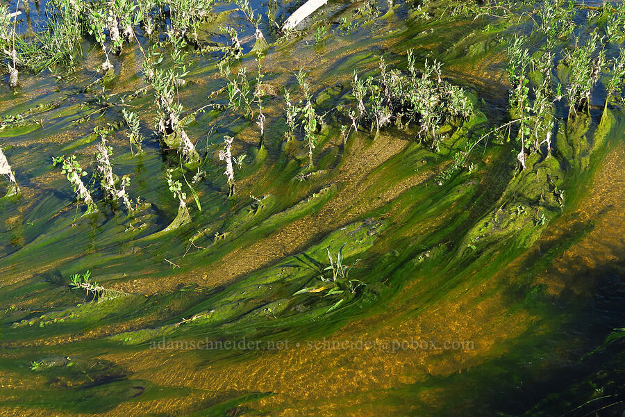 algae in Shell Creek [Shell Creek Road, San Luis Obispo County, California]