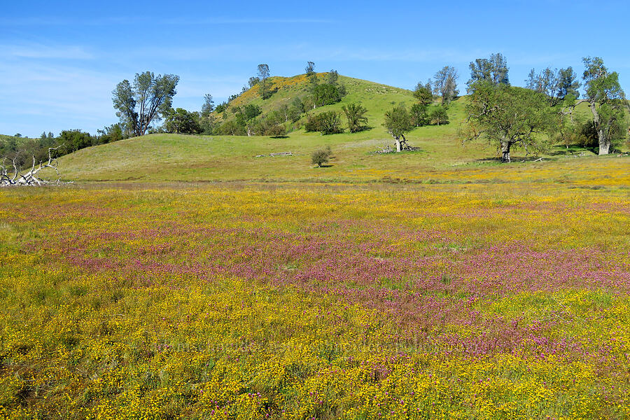 wildflowers [Shell Creek Road, San Luis Obispo County, California]