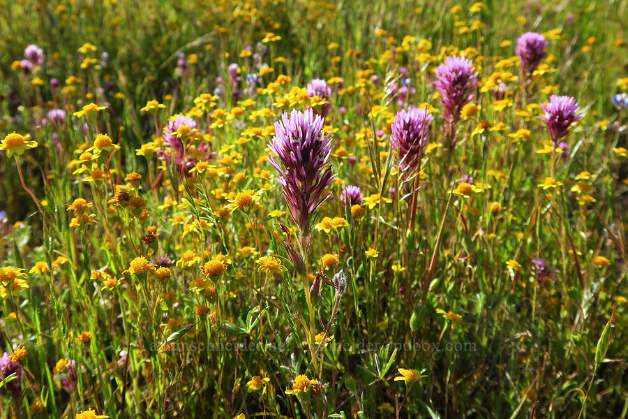 owl's-clover & gold-fields (Castilleja densiflora ssp. densiflora (Orthocarpus densiflorus var. densiflorus), Lasthenia sp.) [Shell Creek Road, San Luis Obispo County, California]