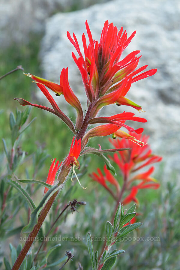 long-leaf paintbrush (Castilleja subinclusa) [Shell Creek Road, San Luis Obispo County, California]