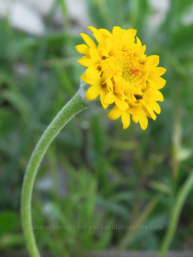 yellow pincushion (Chaenactis glabriuscula) [Shell Creek Road, San Luis Obispo County, California]