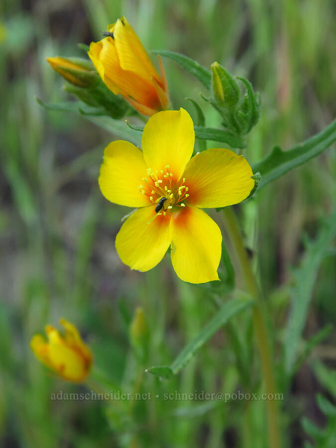 blazing-star (which?) (Mentzelia sp.) [Shell Creek Road, San Luis Obispo County, California]