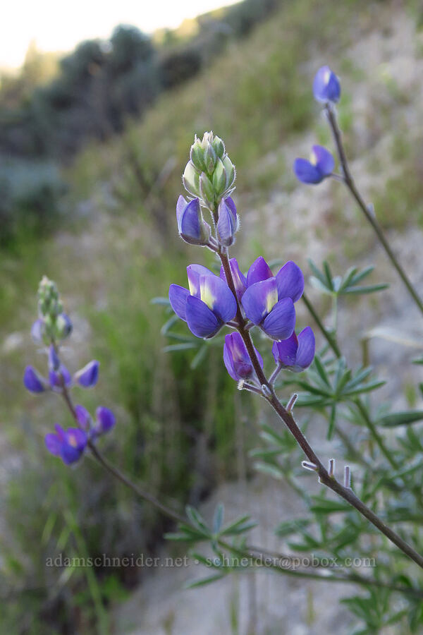 silver bush lupine (Lupinus albifrons) [Shell Creek Road, San Luis Obispo County, California]