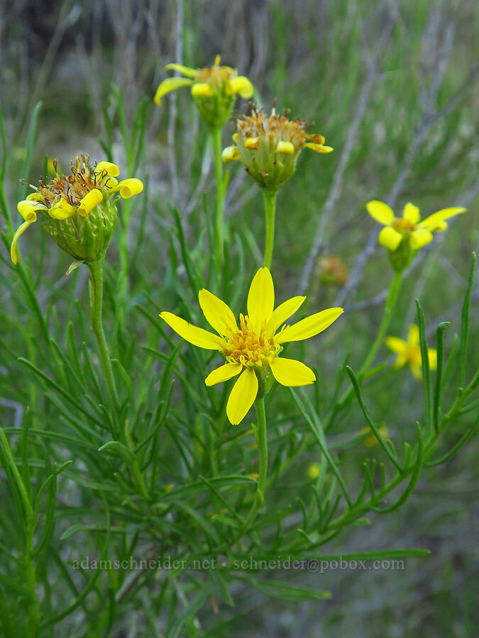 narrow-leaf goldenbush (Ericameria linearifolia (Haplopappus linearifolius)) [Shell Creek Road, San Luis Obispo County, California]